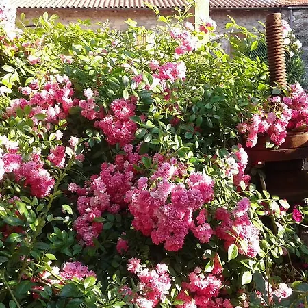 The Roses House *